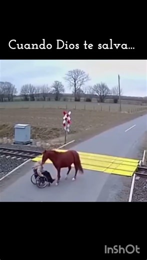 💙¡Mi héroe, el caballo!💙