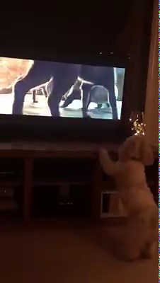 Dog reacts to John Lewis Christmas advert #BusterTheBoxer | Viralvideouk