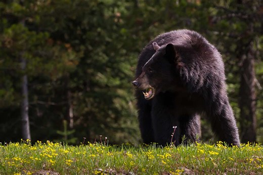 Are Black Bears Dangerous? Plus What to Do If You Encounter One