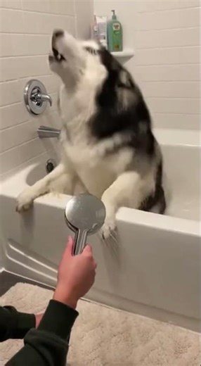 Bathing a Husky: The Ultimate Drama Show! #HuskyLife #DogBaths #FunnyDogs