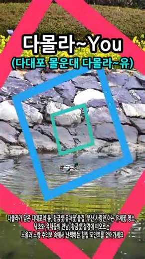 다대포 봄은 황금빛 유채꽃 물결 #다대포 #유채꽃 #해변공원