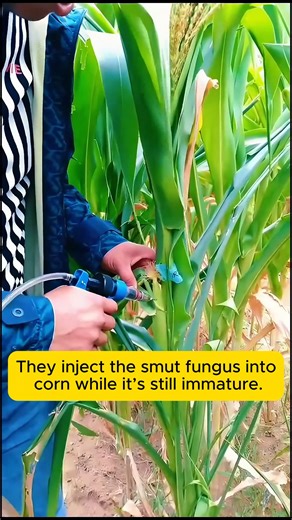 Explaining smut disease in corn #gardeningcommunity #gardenloversclub #gardenaddict #gardeners #gardenerslife | Garden Ideas | Facebook