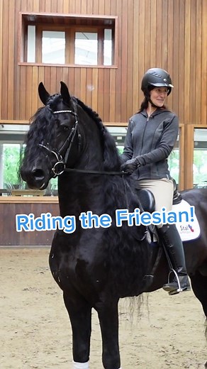 Riding a Friesian Stallion for my Quest! 🐴 #friesianhorse #friesianstallion #horseriding #equestrian