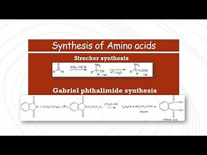 Strecker synthesis and Gabriel phthalimide synthesis | Synthesis of Amino Acids
