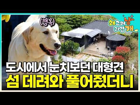 "마음껏 뛰놀라고 작은 섬으로 이사 왔어요" 산책 하나 쉽지 않았던 대형견을 위해 폐가까지 고쳐서 자유를 선물한 천사 보호자│#왜그러냥귀엽개