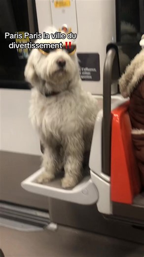 Merci Marley : le chien star de Paris