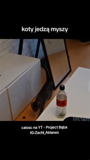 #cat #cats #cattok #mouse #snake