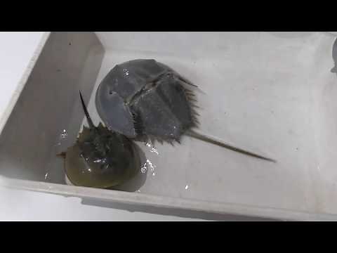 Horseshoe Crab Molting