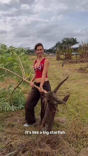 RACHEL COOK | Come w me to harvest some cassava from our agroforestry system 😜😜 | Instagram