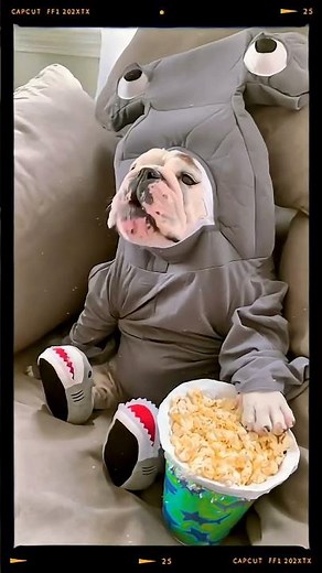 Cutest Dog Moments Ever! 😍 You’ll Melt at #3 🐶