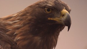 Trailer for Rewilding, naturen vender tilbake