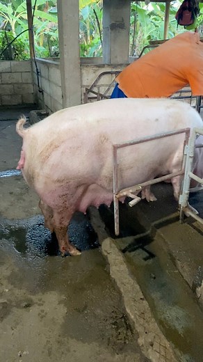 Dinali-ang video guys! 🌱❤️ #C&L #Piggery #pigs #baboy #highlights #followersシ゚ #supportlocalfarmers #babuyan #fypviral #fypviralシ #viral #localfarmer | C&L Piggery