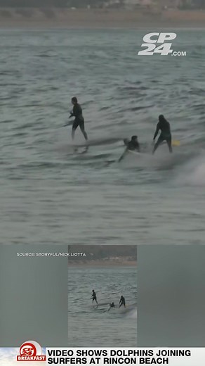 Incredible video shows dolphins joining a group of surfers in California Video shows dolphins majestically leaping in and out of the water alongside surfers in California. #news #cp24