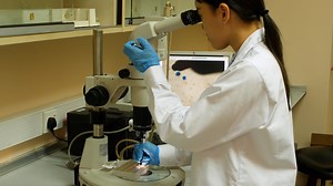 Virus Propagation and Cell-Based Colorimetric Quantification