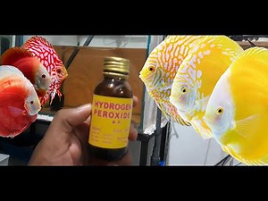 After PP Treatment for Discus Fish Tank Potassium Permanganate Treatment