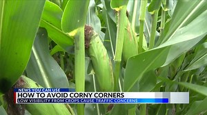 Hidden hazard: tall cornfields obstructing rural intersections across Illinois