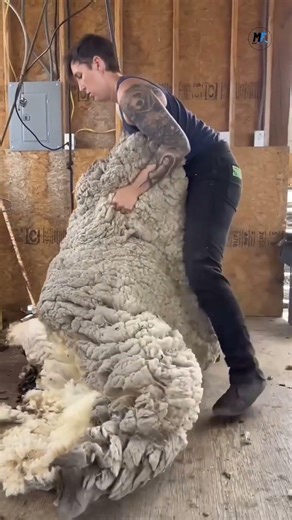 Sheep Hair Cutting: From Scissors to Electric Machine 🐑✂️