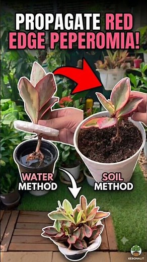 Easy Propagation Hack: Red Edge Peperomia Edition!