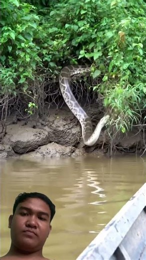 #wildlife #snake #nature #animals #reptiles #jimcorbettwildlifeandnatureview