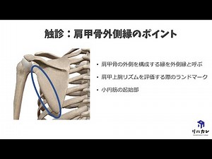 肩甲骨外側縁の触診のコツ［骨の触診］