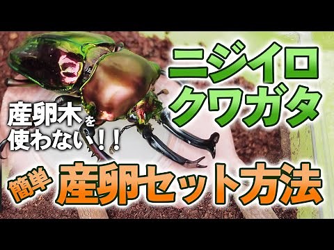 [Easy & Increases Egg-laying Probability!] How to set up rainbow stag beetles for egg-laying! We'...