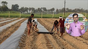 Beans Farming Time and Top Varieties | Pole Beans Farming Guide | How to Grow Beans | Farmers Power