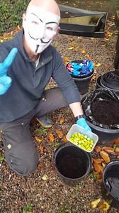 This is the easiest way to germinate your acorns over winter and will be ready for potting up next spring, this will work for conkers and many other types of seeds too! Just make sure they dont dry out over winter, there should be enough rain gets through the pot holes but just always give them a check now and again, I add the other pot on top to stop anything eating them over winter. Leave these outside and come early spring check on them and see which ones have germinated and put them in small