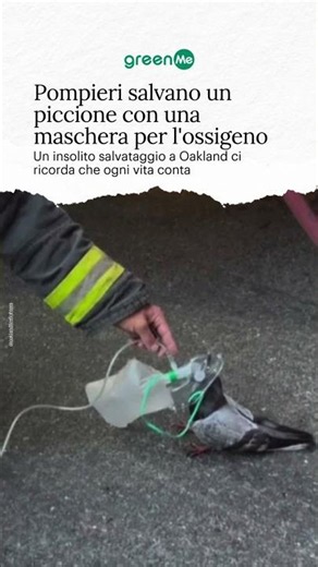 Pompieri salvano un piccione con una maschera per l'ossigeno