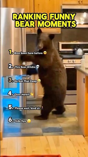When Bears Act Like Humans! 😂🐻