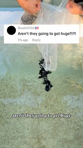 1.4M views · 23K reactions | This greenhouse will also WAY reduce my workload and maintenance because the physical effort involved in changing one giant system versus one small system is not very different, and in the greenhouse there’s one giant system in the basement there’s like 25 different small Tanks. And also, I can grow so many more plants in here which will again reduce maintenance. #fish #goldfish #aquarium | Luke’s Goldies | Facebook