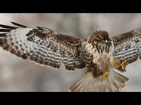 Vögel – Anpassung an den Flug einfach erklärt | sofatutor