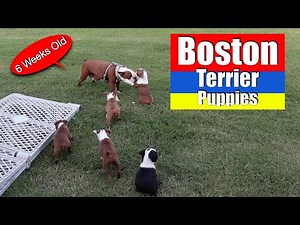 Boston Terrier Puppies 6 Weeks Old | Saying Goodbye