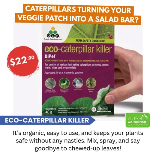 1.3K views | Naturally protect your garden from caterpillars with...