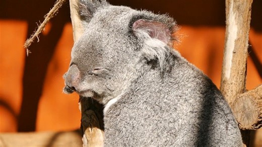 Australia, Koala, Mammal. Free Stock Video