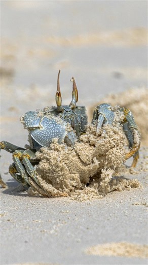 15 comments | Horn eyed ghost crab being very busy #crab #ghostcrab #beach | Ellen's wildlifephotography | Facebook