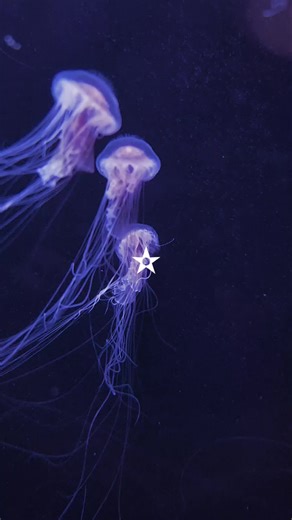 Mesmerizing Jellyfish at the Aquarium