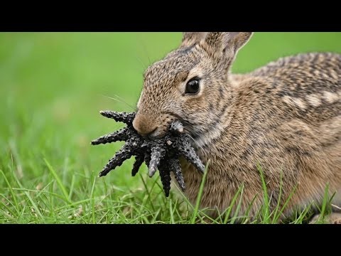 Horned rabbits in Colorado are being called Frankenstein bunnies
