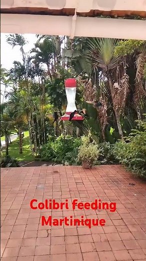 Colibri feeding - Martinique