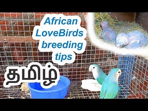 African Lovebirds breeding tips in Tamil (தமிழ்)