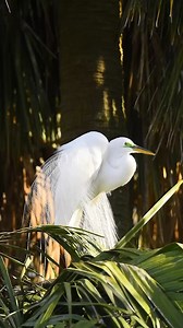 The Great Egret elegantly displays it’s Nuptial plumage with the hopes of attracting a mate! #birdphotography #birdwatching #naturelovers #birds | Daniel Riddle