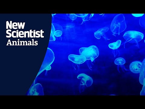 Jellyfish create vortex rings to swim faster