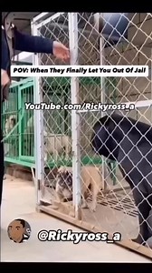 POV: When They Finally Let You Out Of Jail - Funny Animal VoiceOvers | Follow Me On Instagram: @Rickyross_a and @rickyross_a2 #Rickyross_a #rickyross_a2 #voiceover #voiceovers #animal #animals #dog #dogs #lol #lolreels #funnyreels #comedy #justjokes #funny #meme #viral #explorepage #animalfight #dogvoiceover Dog Fights #fight #dogfight #jail #prison #cellmate #cat | Ricky Jamal McGruder