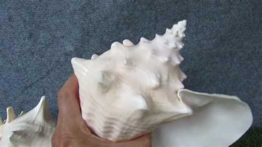 Huge Ocean Shell, Large Strombus Gigas Huge Beautifful Shell, Big Shell, Lovely Big Sea Shell for Home Decoration, Party, Gift, Aquarium - Etsy