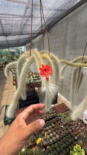 Cactus with animal names