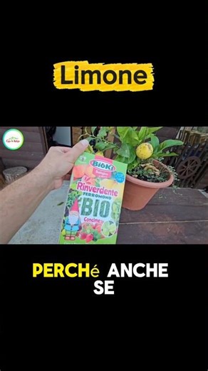 Lemon - Helpful Tips and Nutritional Deficiencies