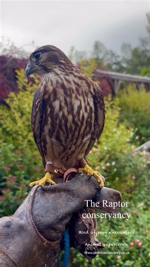 The Raptor conservancy on Instagram: "Our new member of our demo team, meet Grace our female Merlin. Grace is a 3 yr old hunting falcon that has come to us for a future breeding project due to being on the Red List. It is a Schedule 1 listed species on The Wildlife and Countryside Act. The merlin is the uk’s smallest falcon and bird of prey flying at approx 8oz or 226.7 grams. A formidable hunter who primarily hunts small birds but also takes small mammals, reptiles and insects. Breeding pairs i