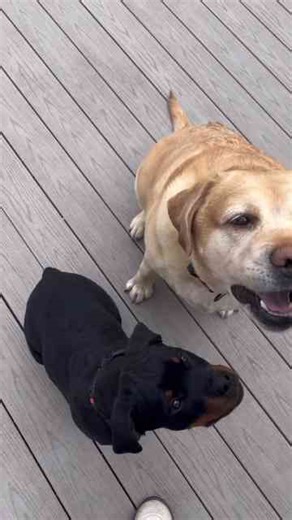 Older Brother Cooper Always Has the Answer