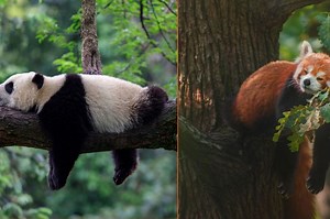 Fakta Ilmiah: Panda Ternyata Tidak Benar-Benar Panda, Kok Bisa? - National Geographic