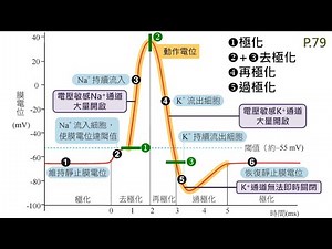 電位的概念與動作電位(含課程PDF檔)