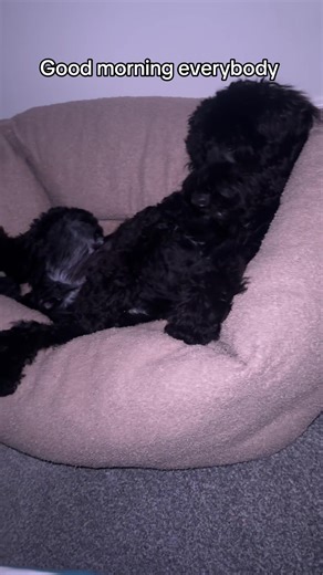 Good Morning with a Sleepy Cockapoo